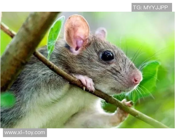 足球明星生肖鼠的身份揭秘与成就回顾